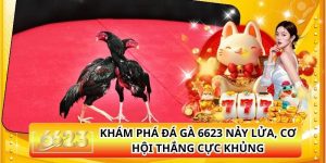 Khám Phá Đá Gà 6623 Nảy Lửa, Cơ Hội Thắng Cực Khủng