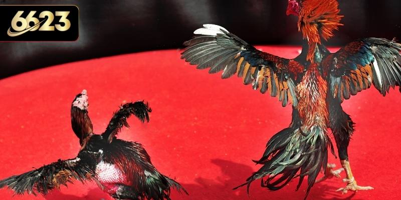 Đôi nét tổng quan về sảnh đá gà 6623 cuốn hút