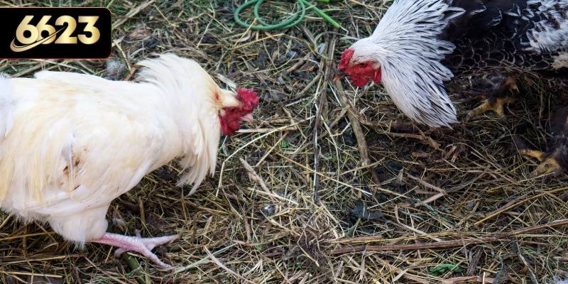 Hình ảnh âm thanh được đầu tư kỹ lưỡng