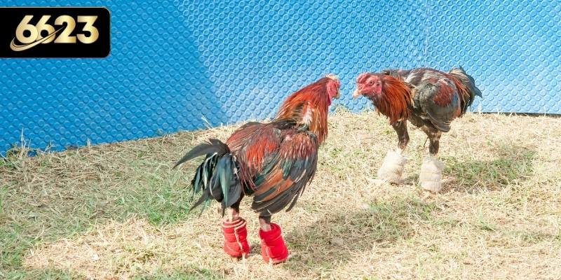 Khám phá trận đấu đá gà cựa sắt đầy nảy lửa